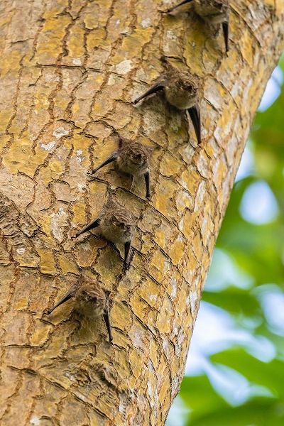 Caribbean-Trinidad-Caroni Swamp Bats lined up on tree